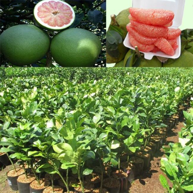 Cây giống bưởi da xanh miền nam