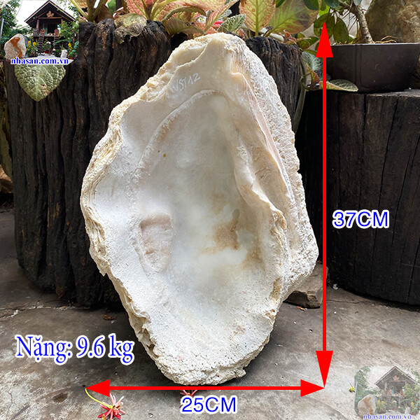 Vỏ sò tai tượng thô - Sản phẩm chất lượng, giá cả hợp lý - 9.6kg (KT: 37x25 cm)- VST12