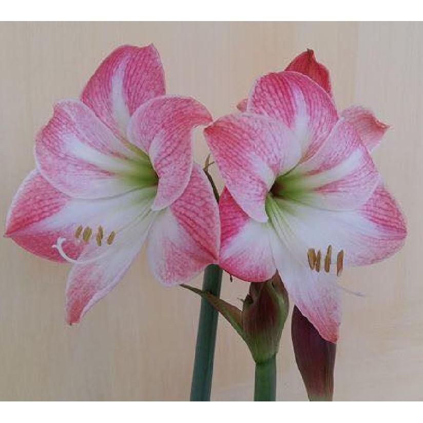 Củ giống hoa Lan Huệ Tây hoa hồng đào