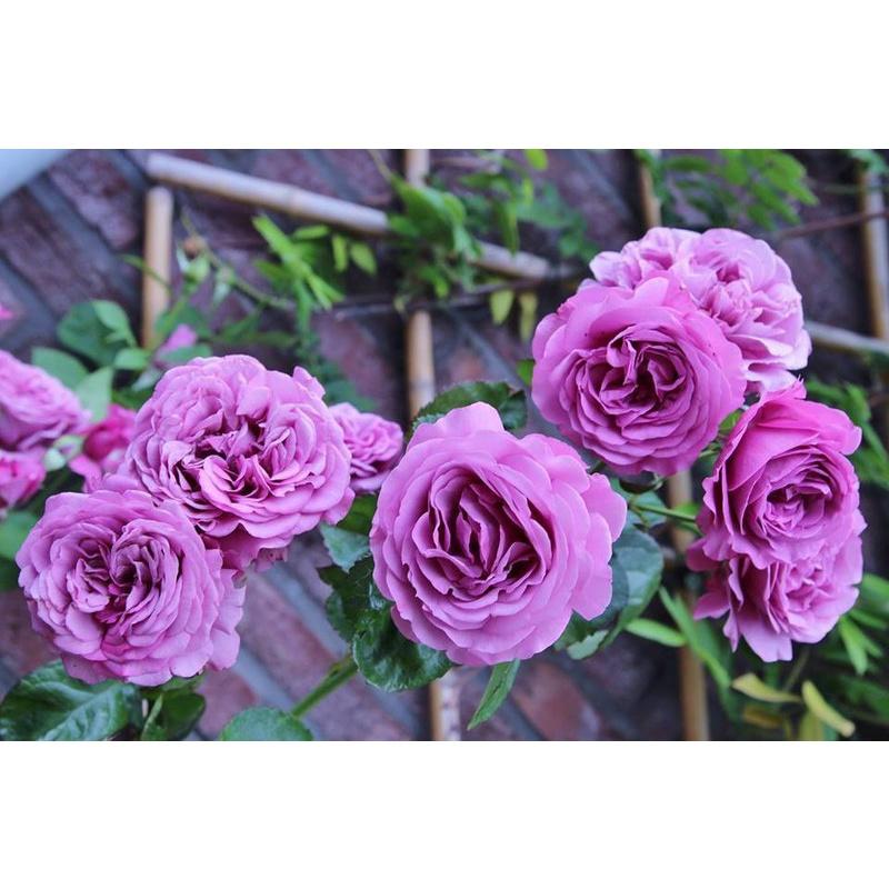 COMBO 16 CÂY GIỐNG HOA HỒNG LEO PHÁP