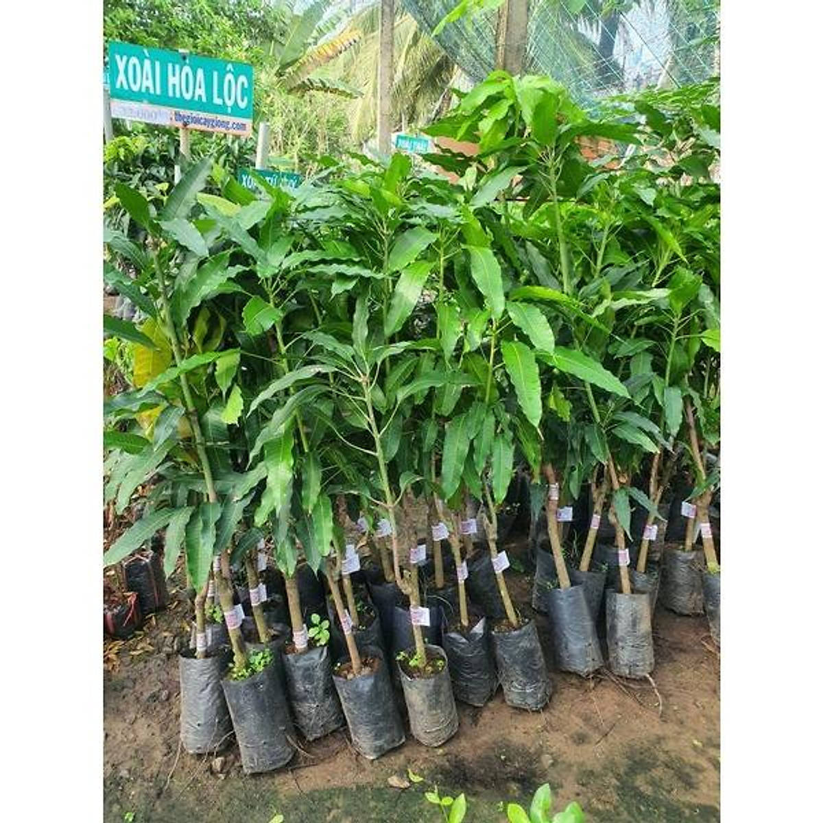 Cây giống xoài cát hòa lộc