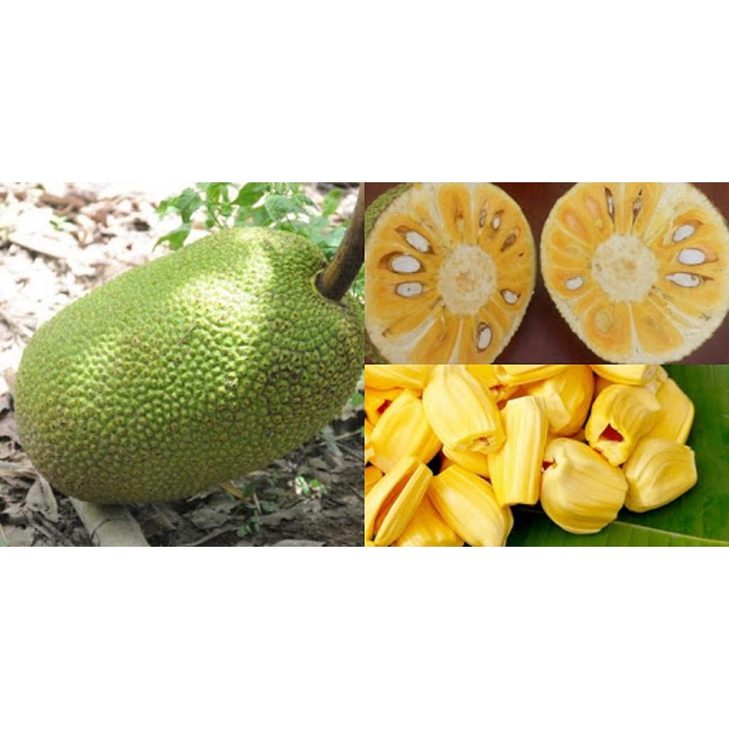 CÂY GIỐNG MÍT TỨ QUÝ DA XANH SIÊU QUẢ SIÊU NGỌT.CAM KẾT GIỐNG CHUẨN, BẢO HÀNH CHUẨN F1
