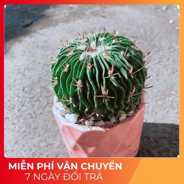 Chậu Xương Rồng Trúc Ngọc