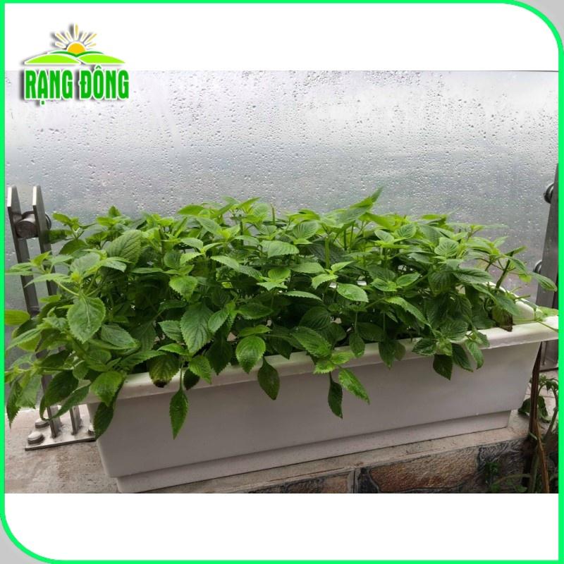 Hạt giống Kinh Giới Rado 11 (1g~1800 hạt) năng suất cao, kháng sâu bệnh, trồng quanh năm - Hạt giống Rạng Đông