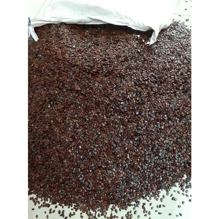 500 GRAM HẠT GIỐNG KEO CU BA .