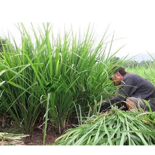 Hạt giống cỏ Ubon Paspalum - Cỏ xả chịu ngập - gói 1kg
