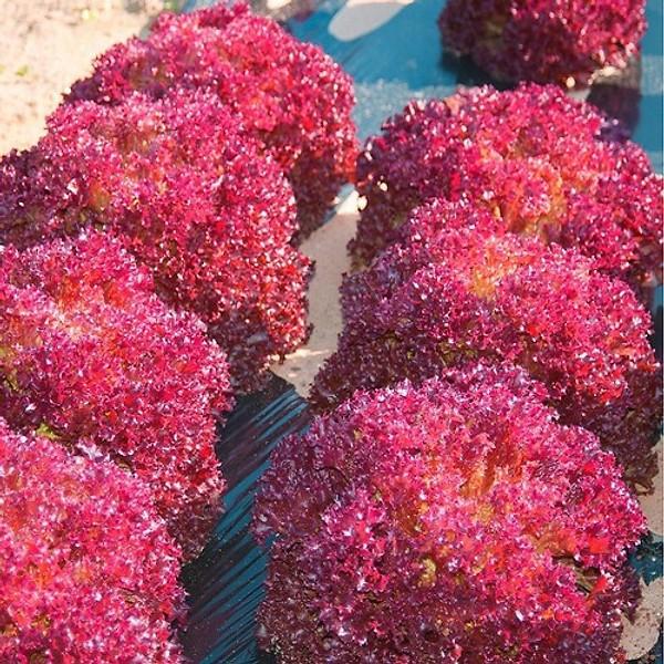 250A GÓI 50 Hạt Giống Rau Xà Lách Đỏ Xoăn Chịu Nhiệt Ruby
