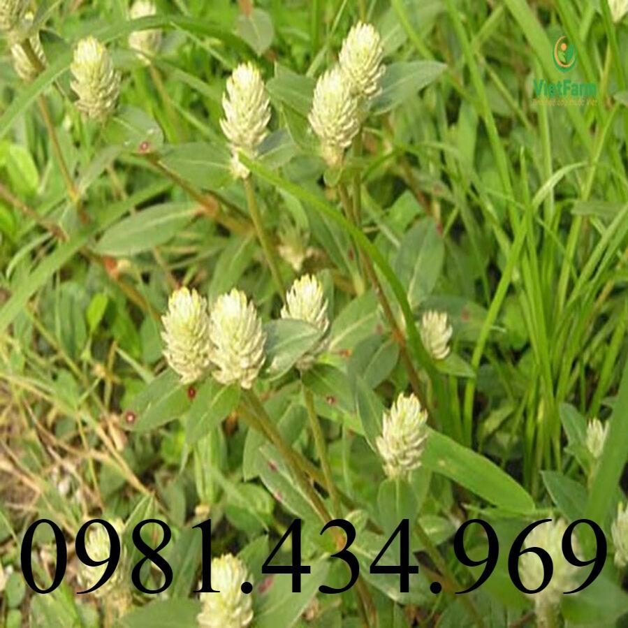 Cây Nở Ngày Đất Khô