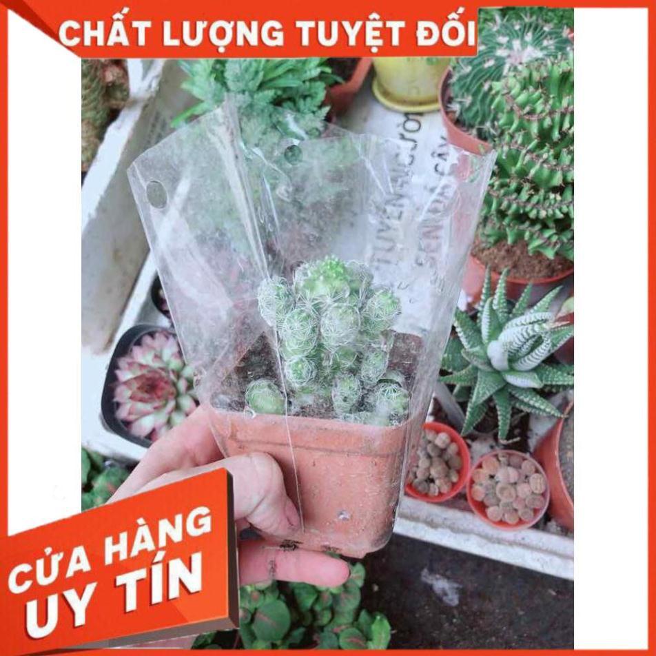 Xương Rồng Trứng Chim Nhiều Người Mua