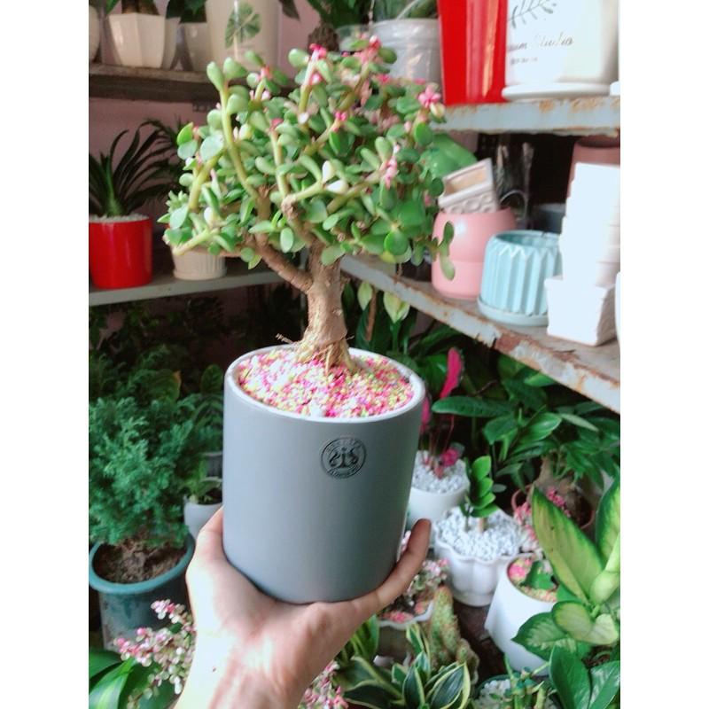 Chậu Cành Vàng Lá Ngọc