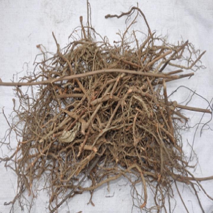 Rễ xấu hổ khô 500g/946