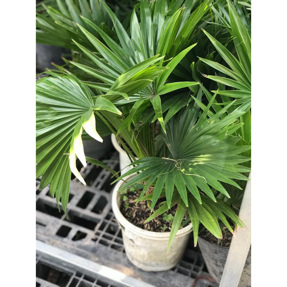 Cây cọ để bàn