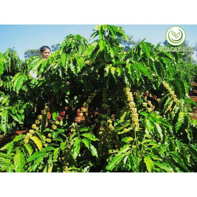 1 KG HẠT GIỐNG CÀ PHÊ TRS1 .