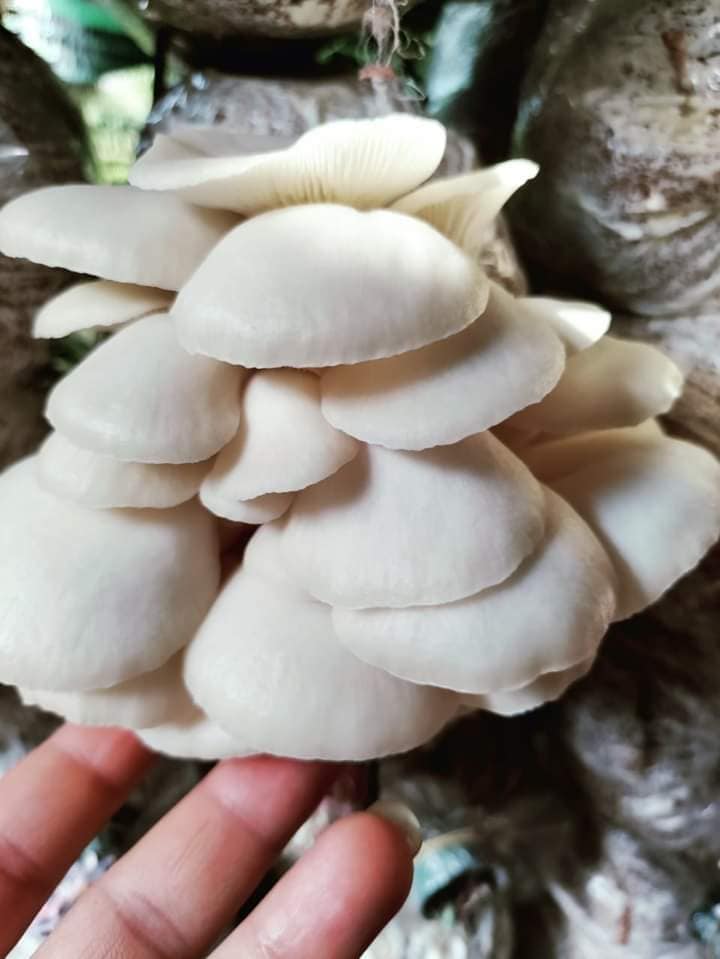 Combo 03 Phôi Nấm Sò Thái Trắng