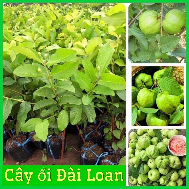 CÂY GIỐNG ỔI LÊ ĐÀI LOAN GIÒN NGỌT ÍT HẠT CÓ HOA VÀ QUẢ NHỎ