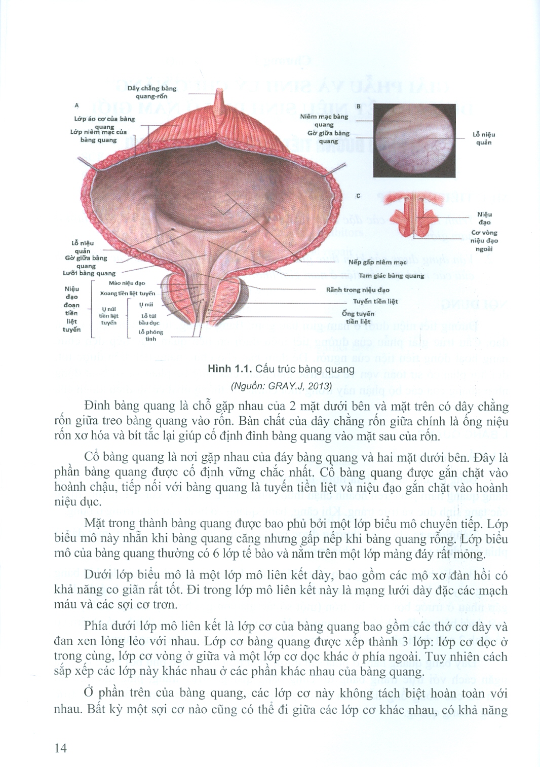 Bệnh Học Nam Học Và Y Học Giới Tính - Tập 1 (Giáo trình dùng cho đào tạo Sau đại học) - Bìa cứng