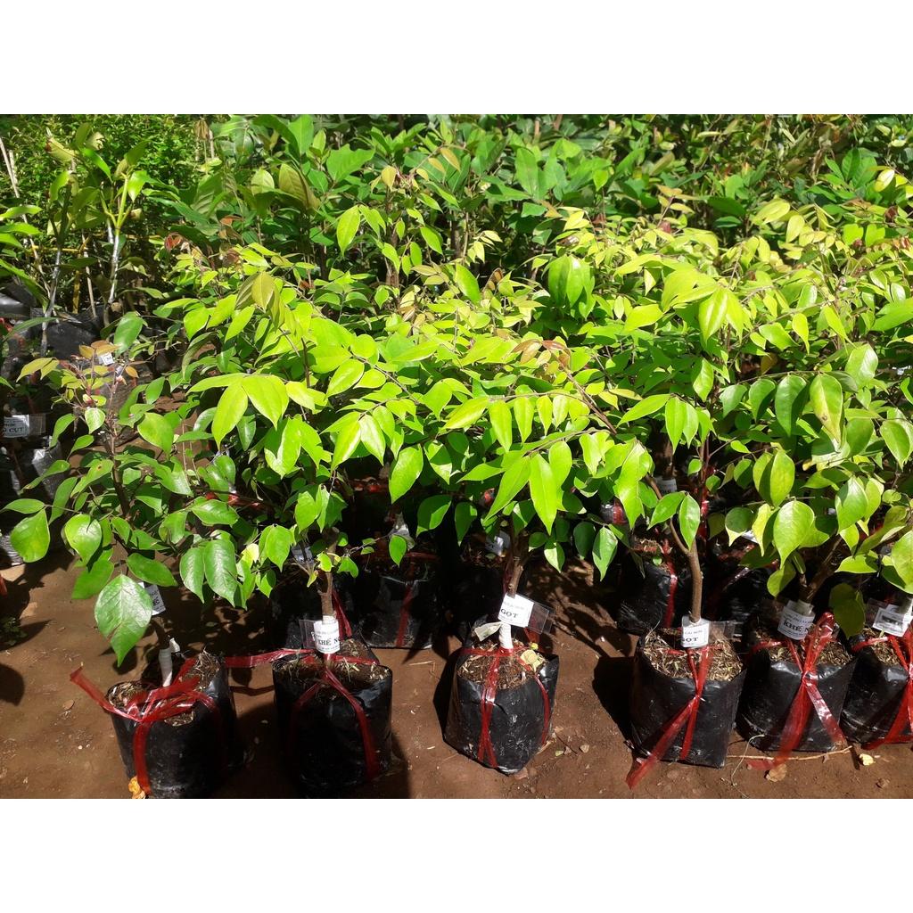 CÂY GIỐNG KHẾ NGỌT TRỒNG CHẬU