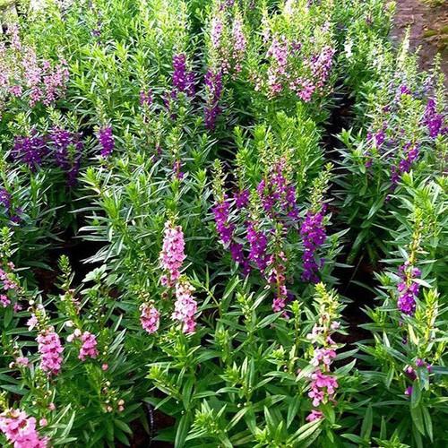 CHẬU HOA VIOLET NHẬT  ĐỦ MÀU, HOA QUANH NĂM SIÊU ĐẸP