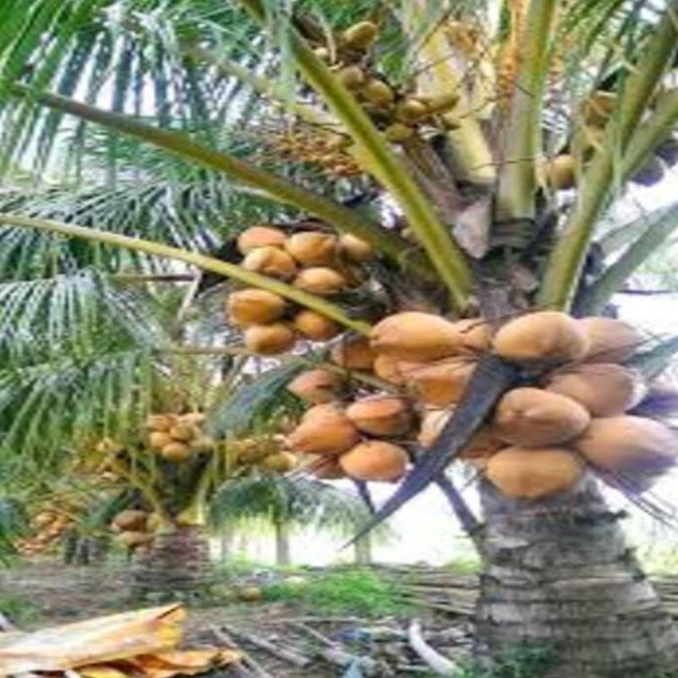 Cây giống dừa xiêm lùn đỏ cây giống chuẩn cho quả sai chất lượng tốt