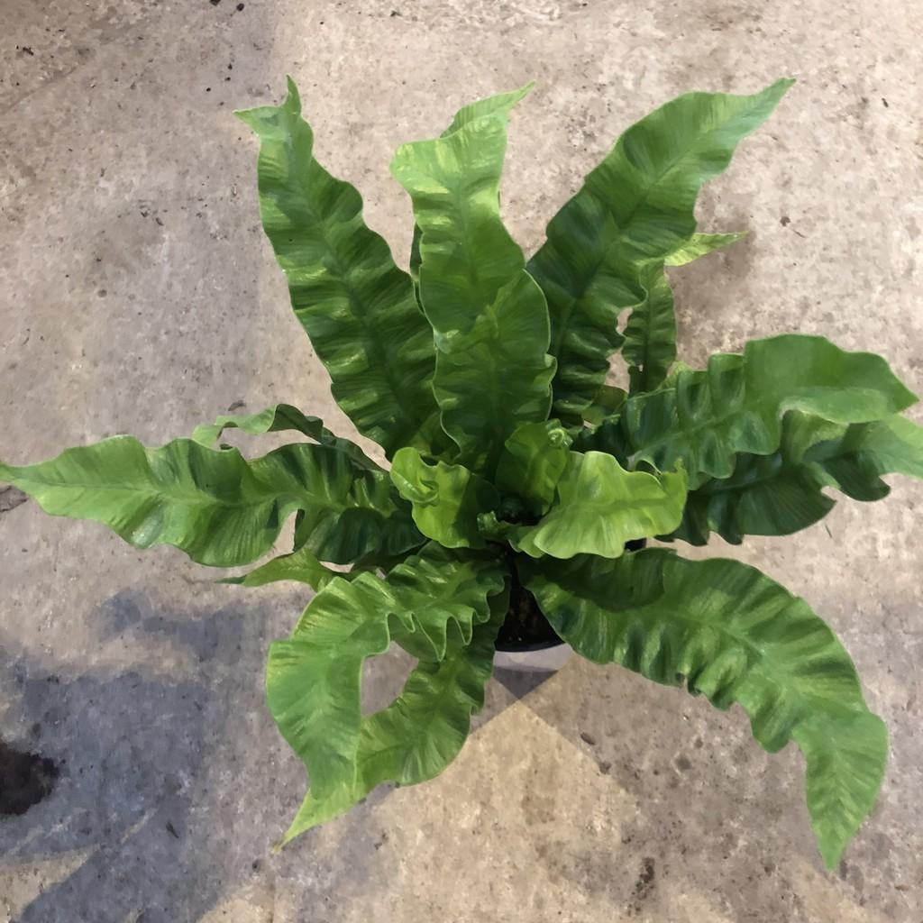 Cây tổ yến để bàn, chiều cao cây 20-25cm lá uốn xoăn cực bắt mắt sức sống cực tốt, thích hợp trang trí nội thất
