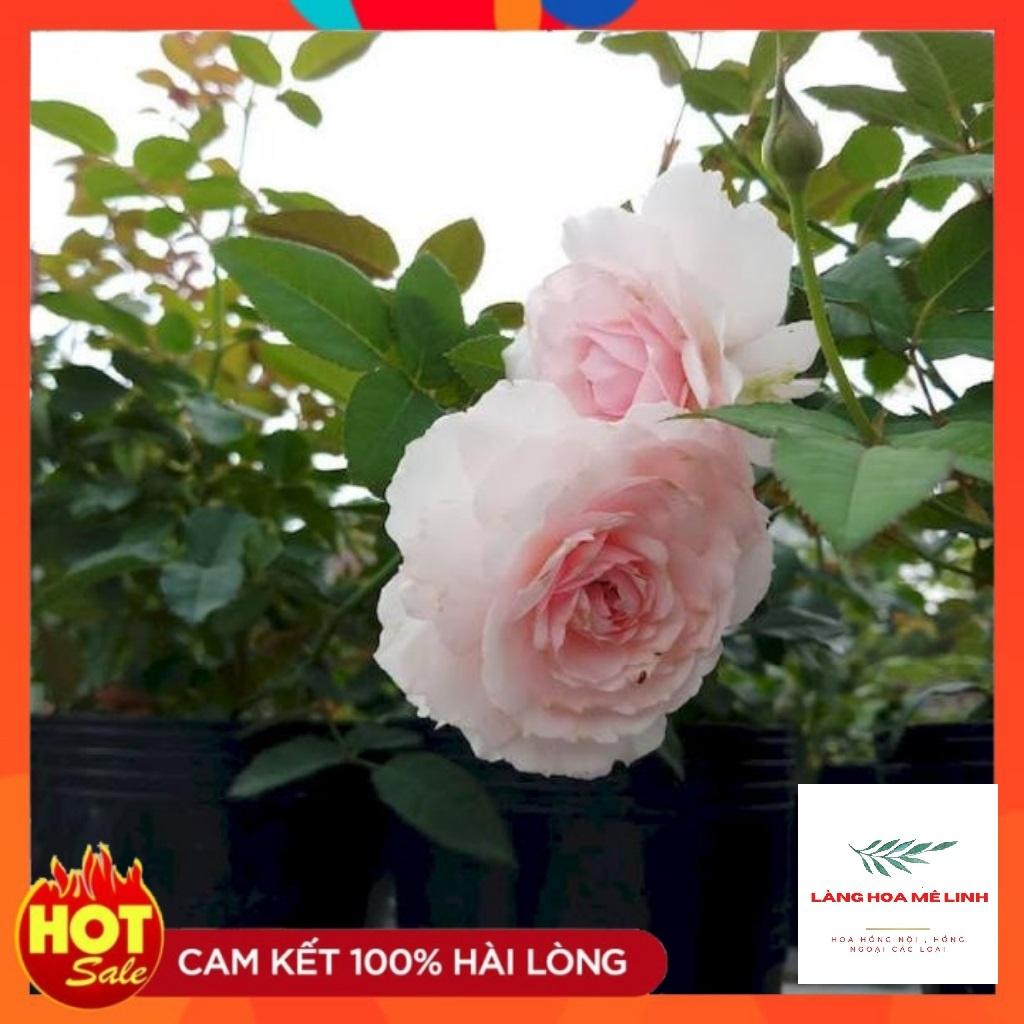 Hoa hồng Misaki Rose - Nếu bạn muốn chọn một giống hoa khỏe, sai hoa, dễ trồng , hoa màu hồng phấn