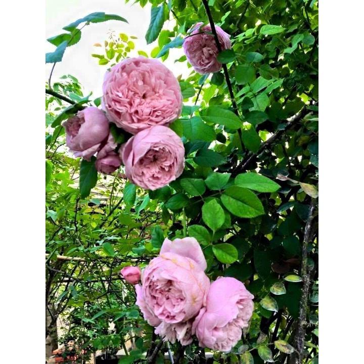 COMBO 16 CÂY GIỐNG HOA HỒNG LEO PHÁP