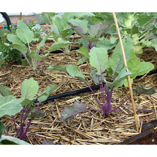 0.5gr hạt su hào tím