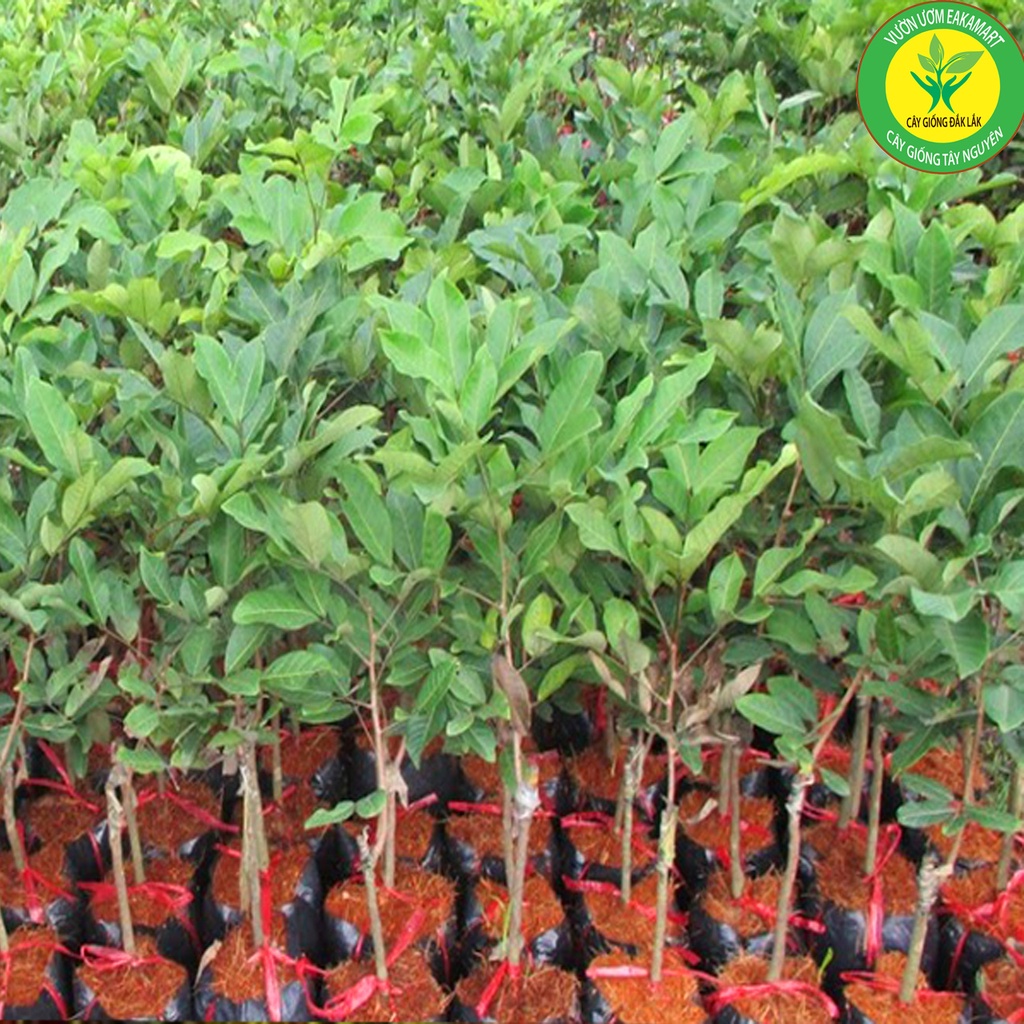 Cây Giống Chôm Chôm Thái Ra TRái Siêu Sơm