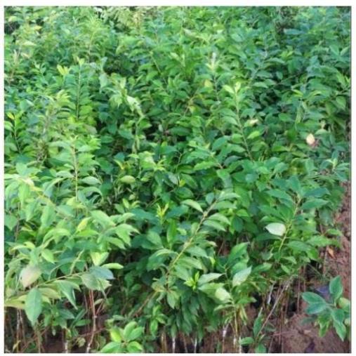 Sản phẩm Cây Ăn Trái cây giống mận hậu