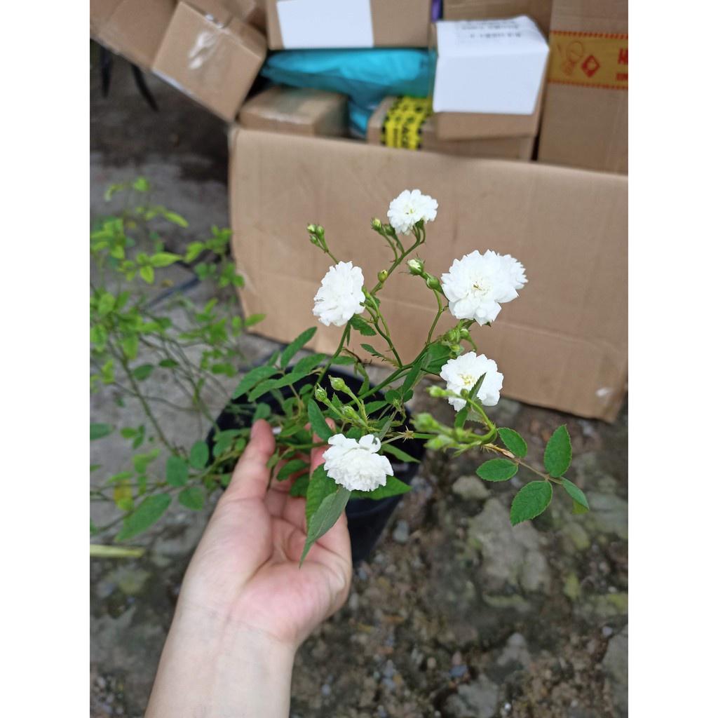 Chậu hoa hồng cổ bạch trà - Cây trưởng thành siêu nụ sắp hoa