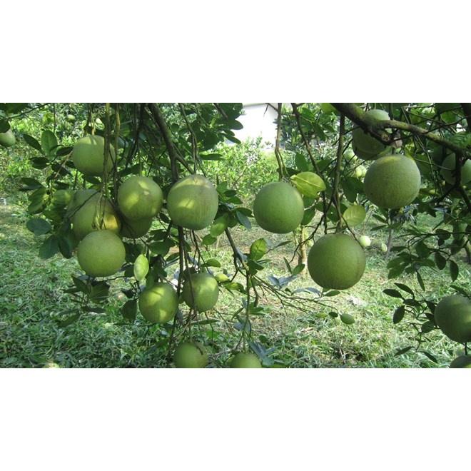 Cây giống bưởi đoan hùng