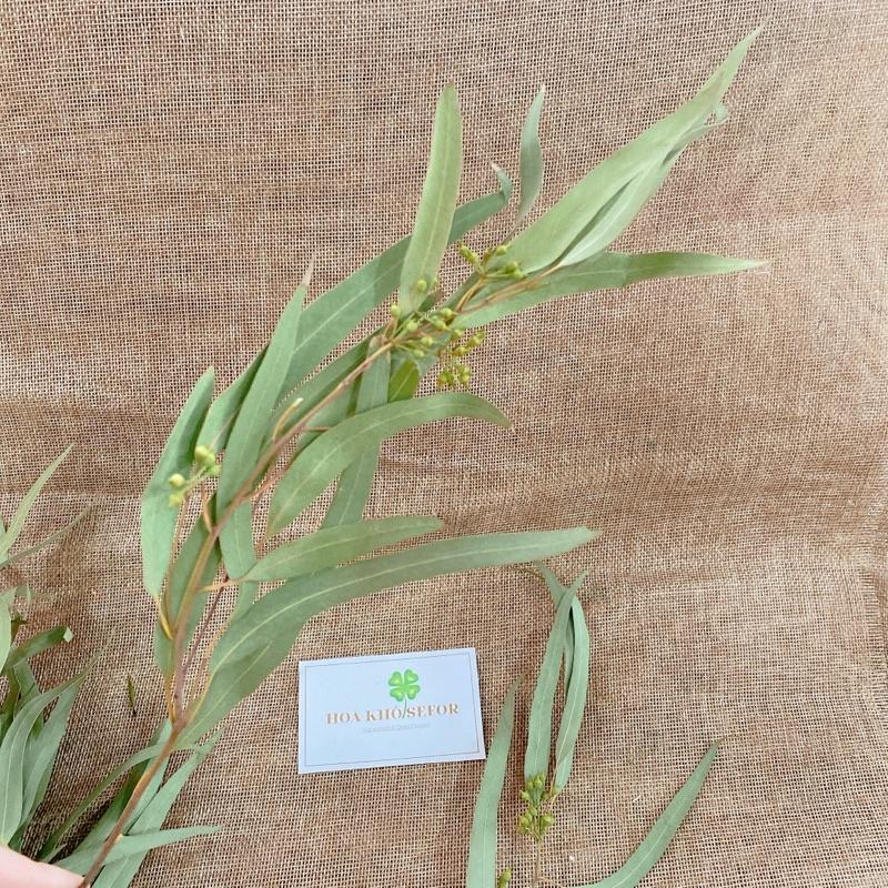 Lá Bạch Đàn tự nhiên bản dài, cành lá kèm quả decor nhà cửa, phụ kiện chụp ảnh