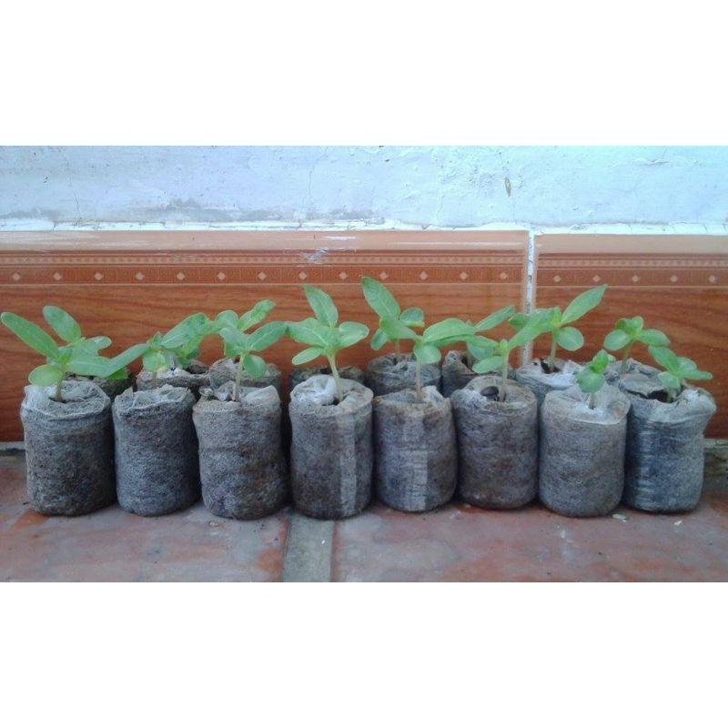 Set 5 viên nén ươm hạt