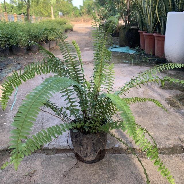 Cây chuông vàng cao 40-50cm, cây tạo bóng mát và nở hoa quanh năm, trồng trang trí sân vườn, ban công