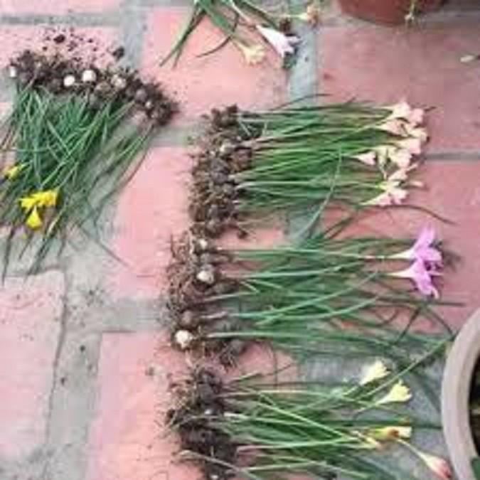 Combo 5 củ giống hoa huệ mưa mixx đủ màu SIÊU ĐẸP SIÊU RẺ