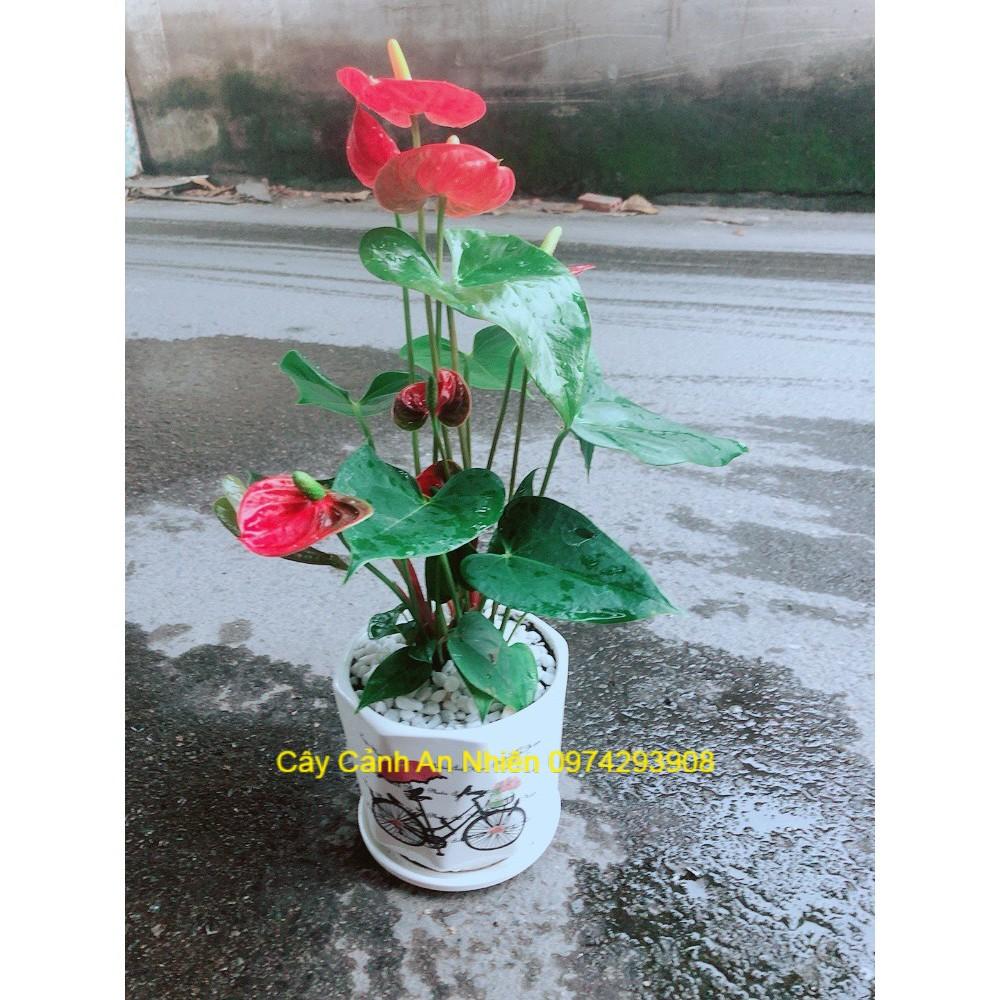 Chậu Cây Hồng Môn