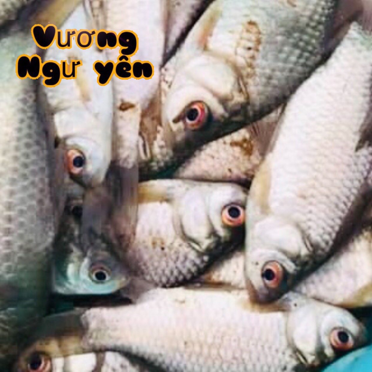 6 gói Mồi câu cá Mè Vinh - Dưng - Mề Dảnh / Vương Ngư Yên / bột / cước / thẻo / cần câu / ô dù / ghế câu / lưỡi câu