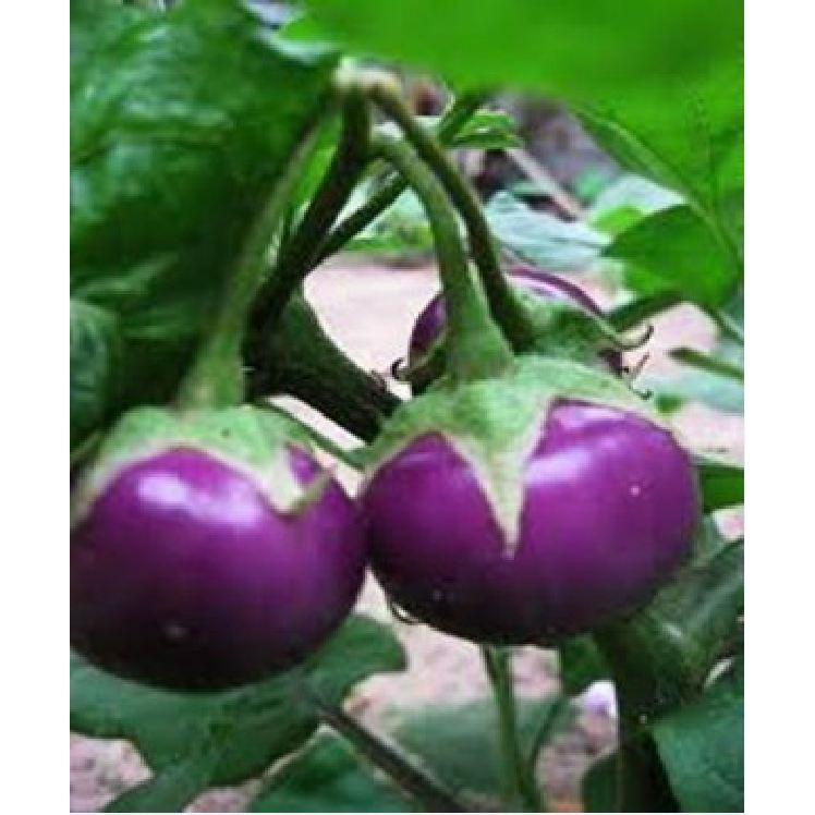 Hạt giống cà bát tim F1 - 2gr/gói