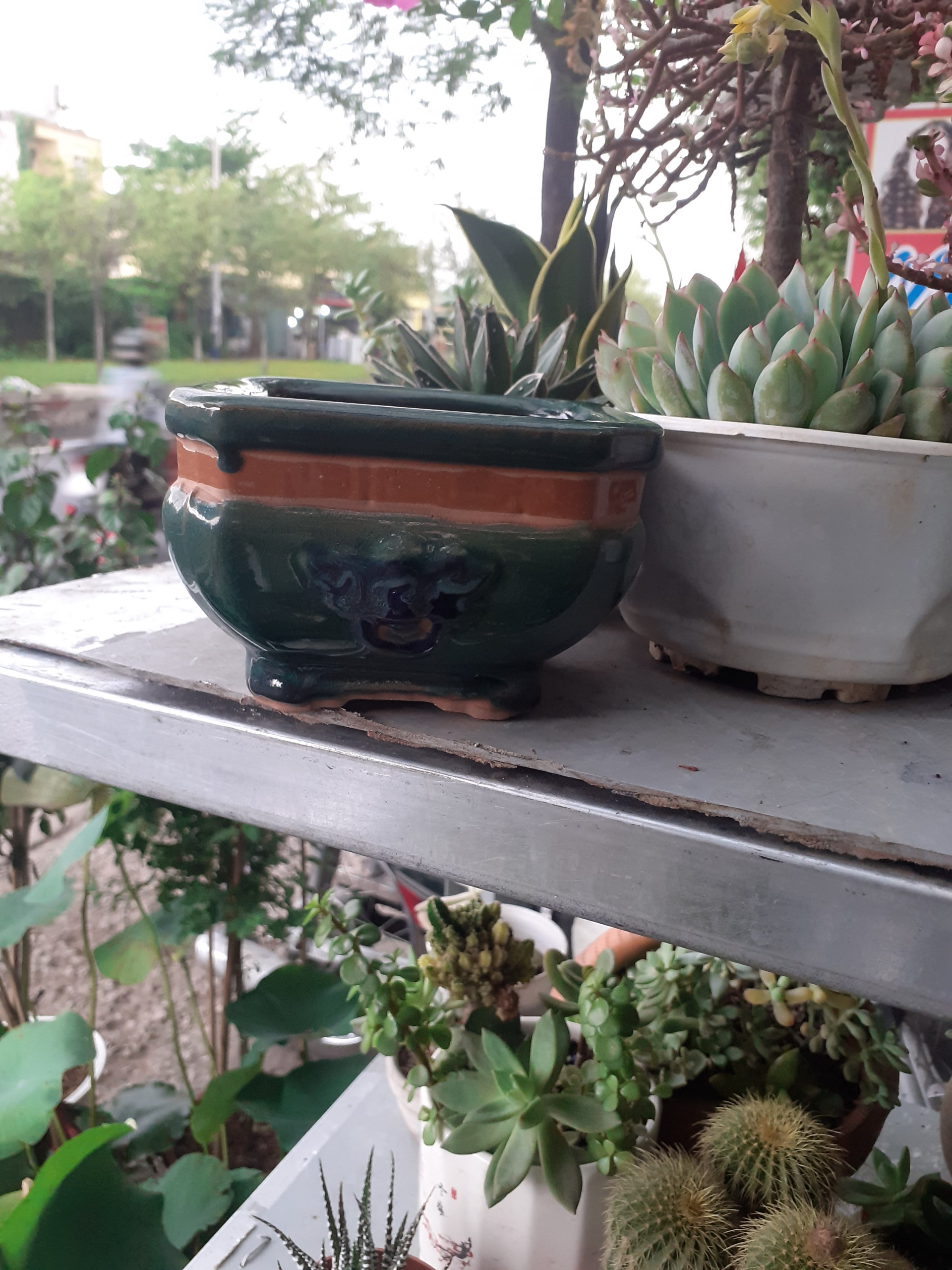 Chậu Bonsai mini màu ngọc bích vua sư tử