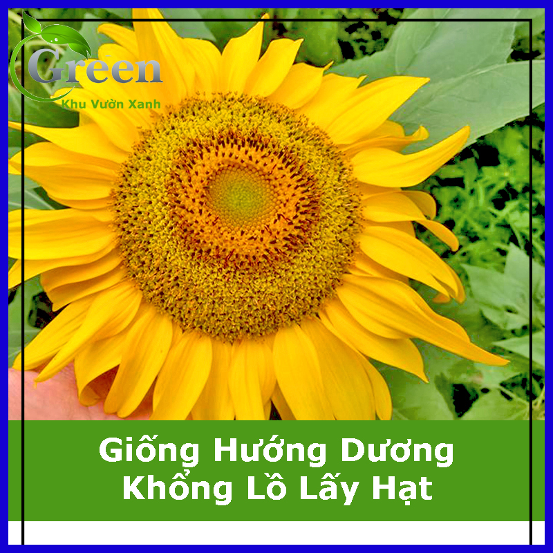 Hạt Giống Hoa Hướng Dương Khổng Lồ Lấy Hạt