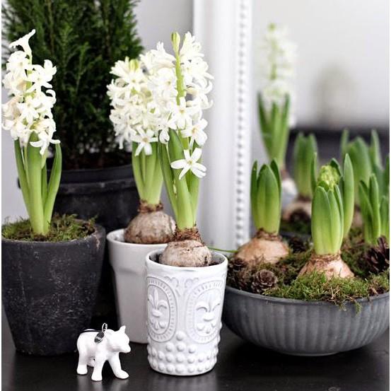 Củ giống hoa tiên ông trắng 1 củ