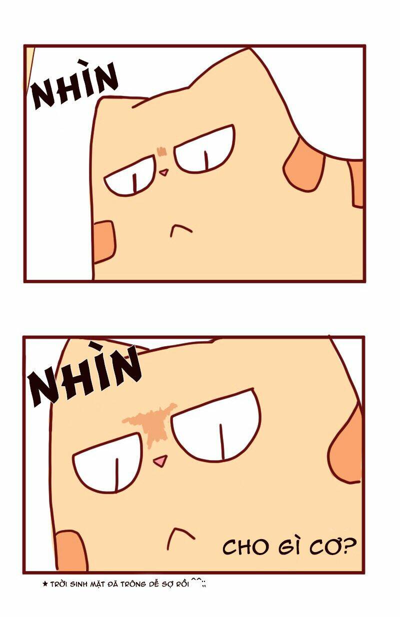saphie: chú mèo một mắt chapter 14 5
