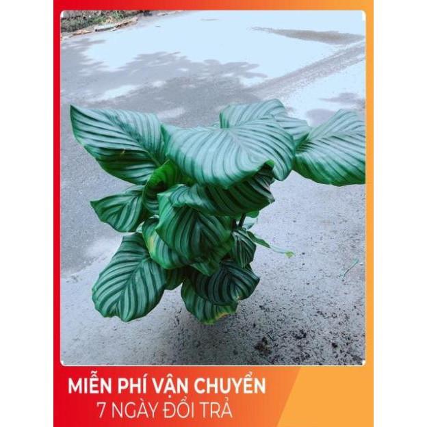 Đuôi Công Táo Xanh