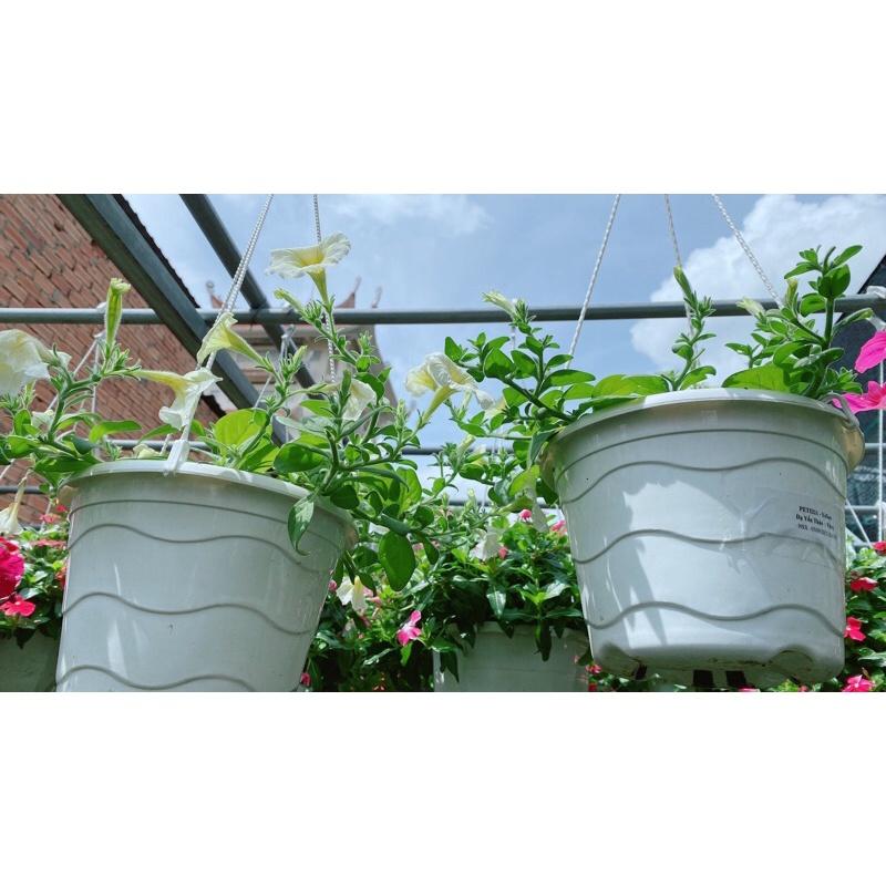 Chậu Dạ Yến Thảo