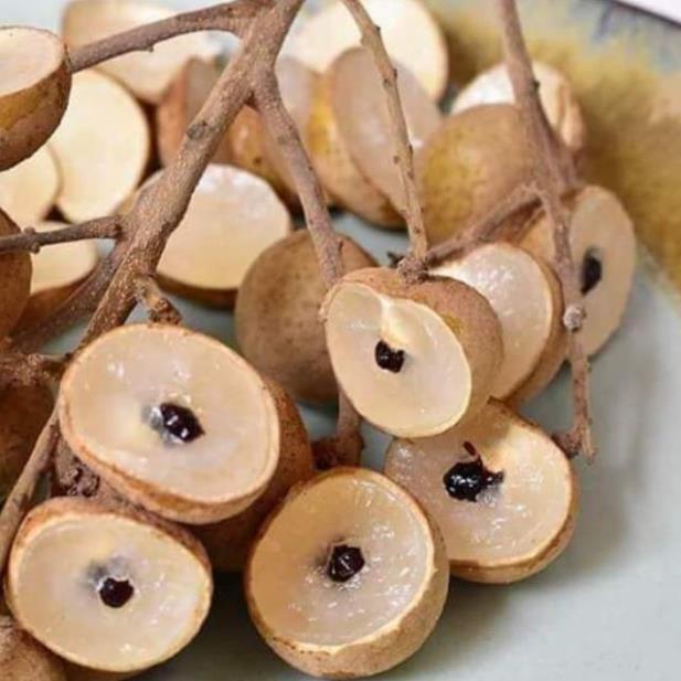 CÂY GIỐNG NHÃN HẠT LÉP THÁI LAN