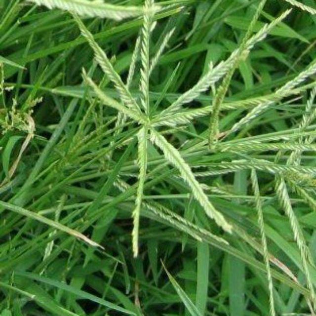 1kg cỏ mần trầu tươi sạch
