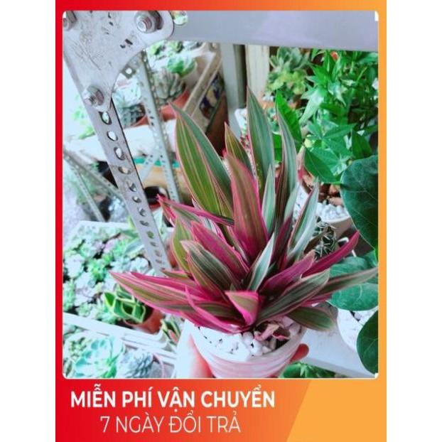 Chậu Cây Bảy Sắc Cầu Vòng