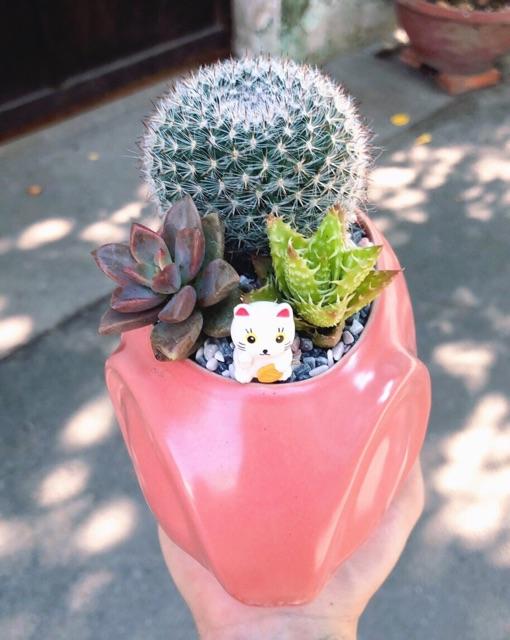 Chậu xương rồng tiểu cảnh