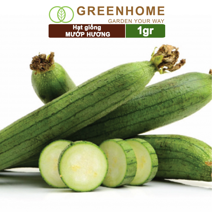 Hạt Giống Mướp Hương Greenhome, Gói 5 Hạt, Dễ Trồng Quanh Năm, Nảy Mầm Cao, Thu Hoạch Nhanh, Năng Suất Cao T16