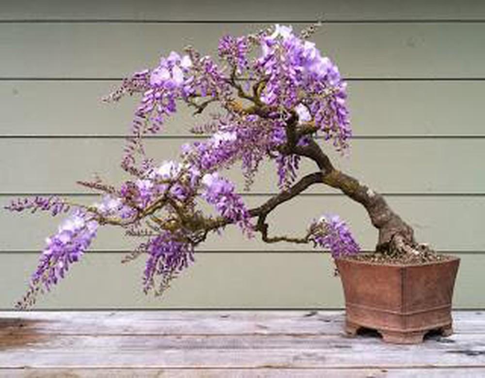 (sản phẩm mới) Cây TỬ ĐẰNG thân gỗ bonsai, hoa TÍM siêu đẹp